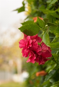 Nature blossom light plant Photo