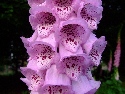 Blossom plant flower petal Photo