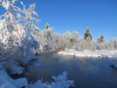 Landscape tree water nature Photo