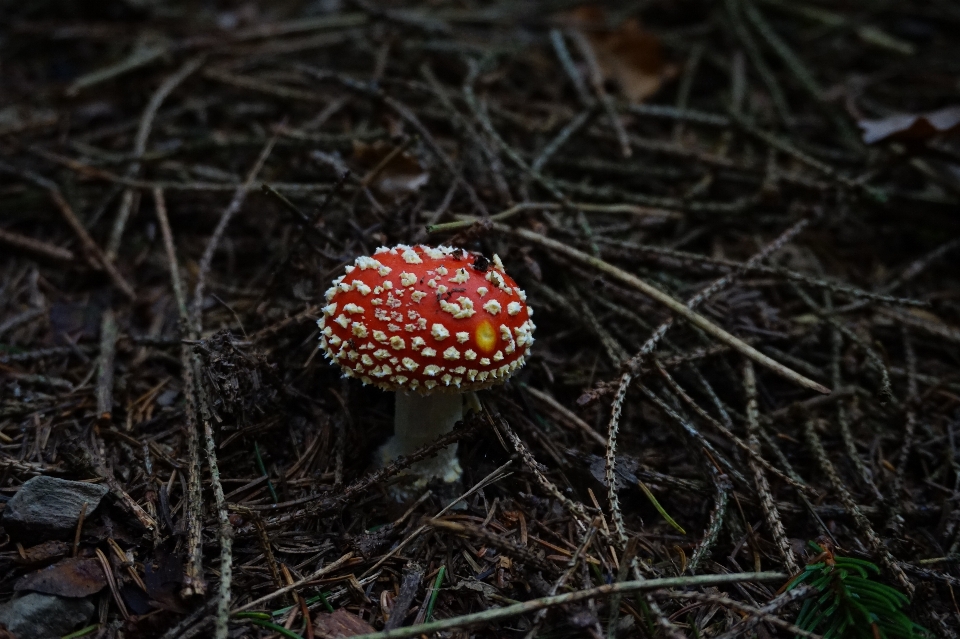 Natura foresta fiore regalo