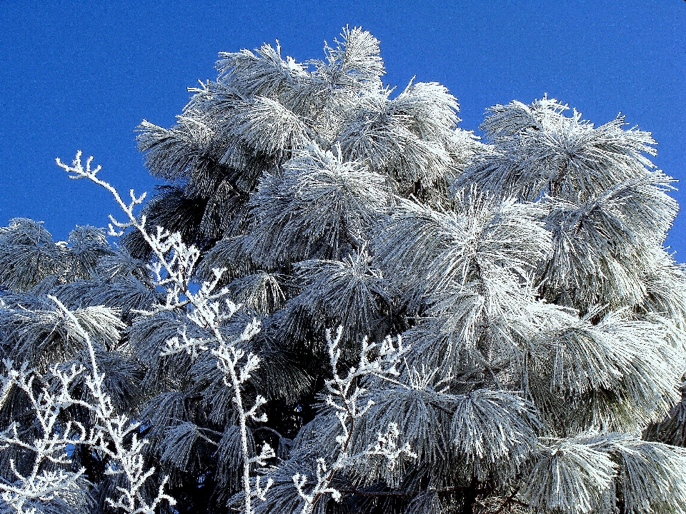 Tree branch snow cold