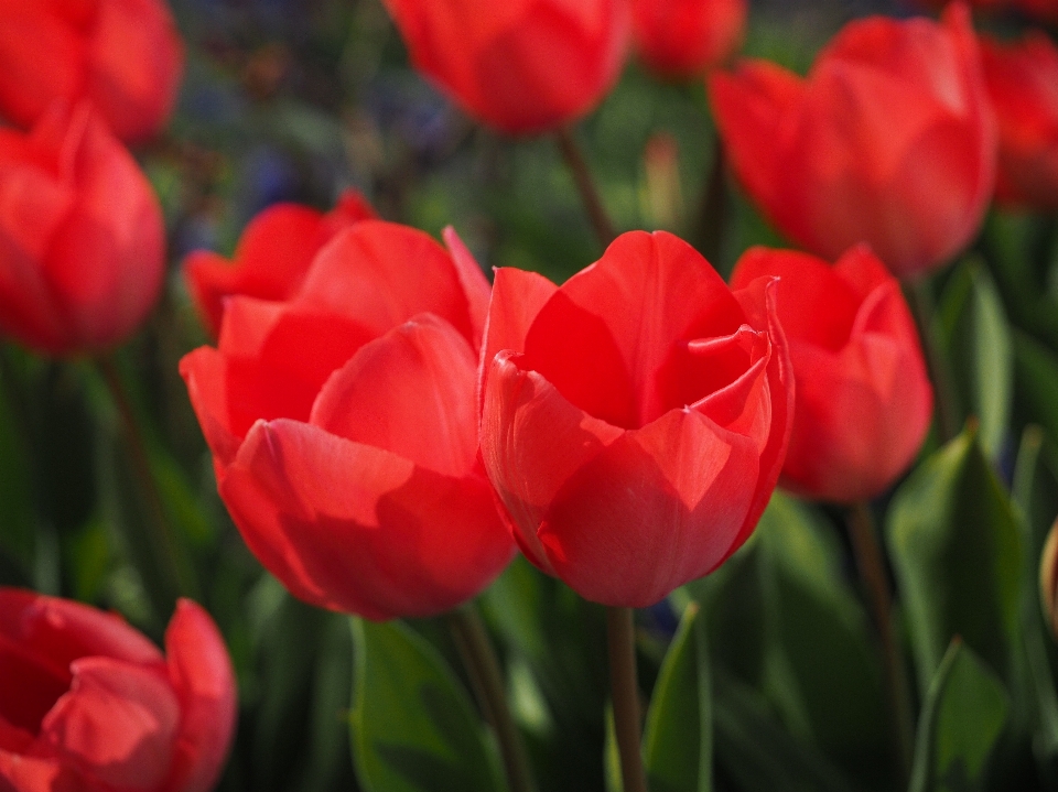 Pianta fiore petalo tulipano