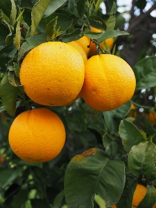 Tree branch plant fruit Photo