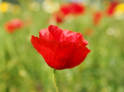 Foto Fiore pianta campo petalo