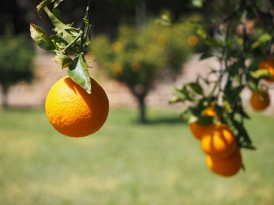 Tree branch plant fruit Photo