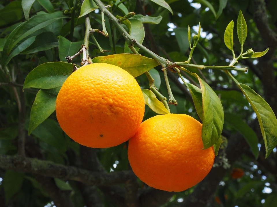 Pohon cabang tanaman buah