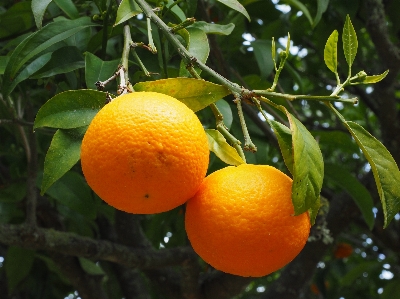 Tree branch plant fruit Photo