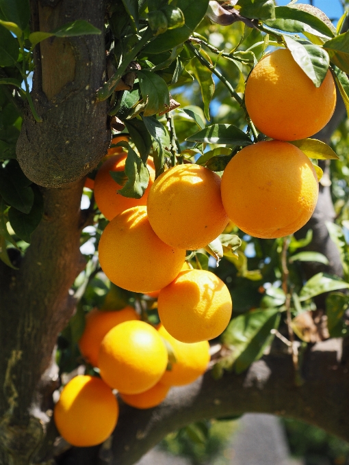 Tree branch plant fruit