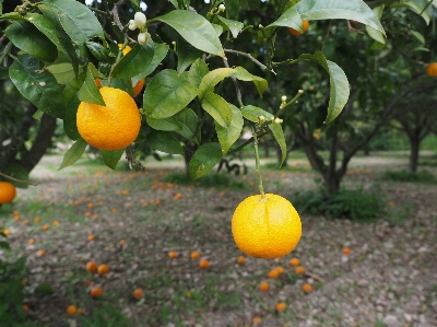 Tree branch plant fruit Photo