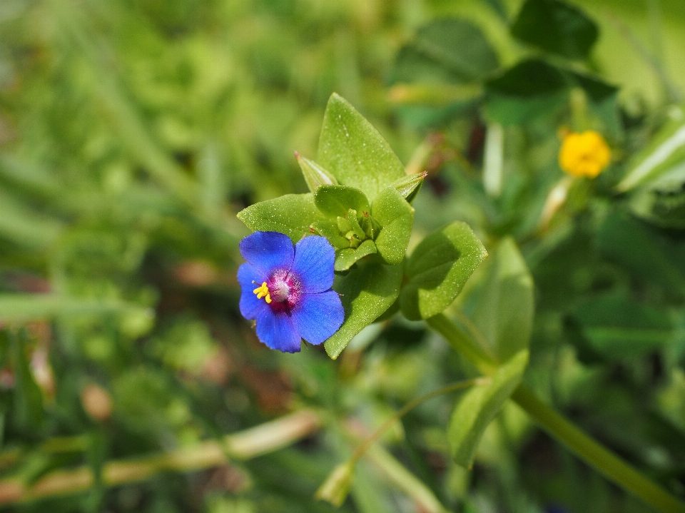 Blüte anlage blume blühen