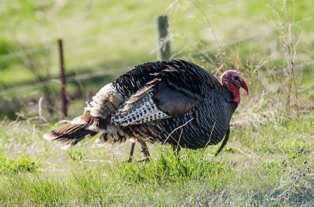 Nature bird prairie game Photo