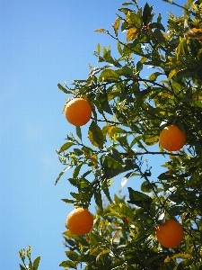 Tree branch plant fruit Photo