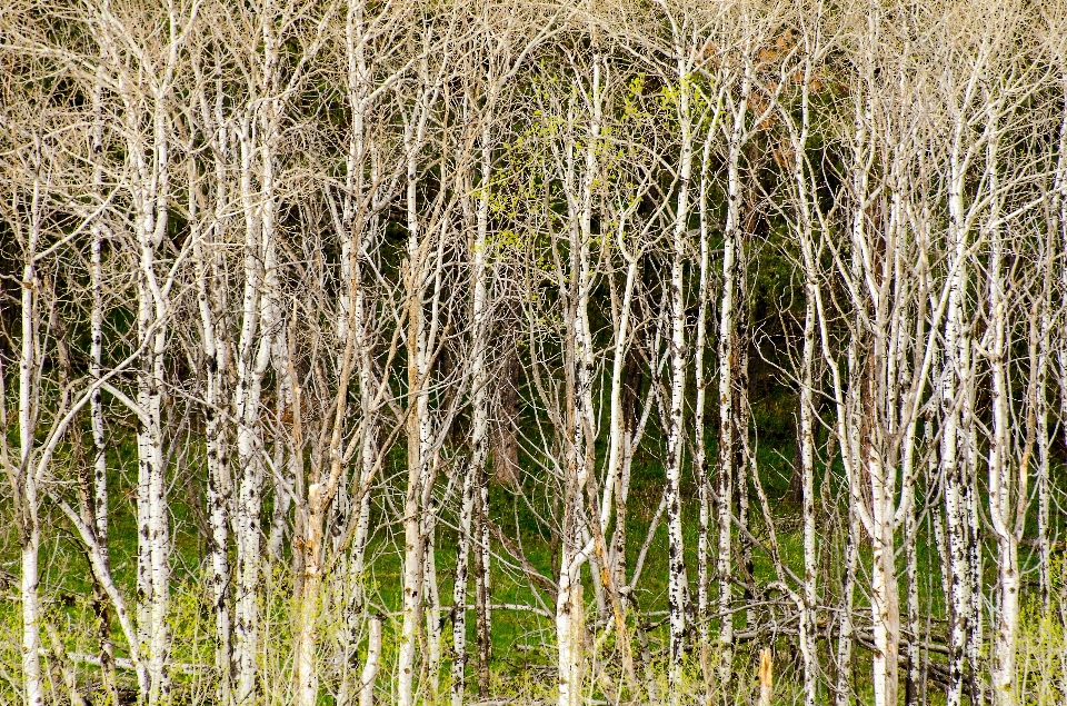 Landscape tree nature forest