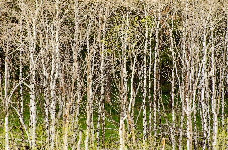 Landscape tree nature forest Photo