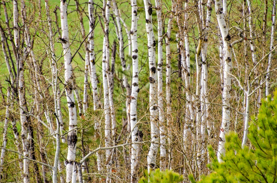 Paesaggio albero natura foresta