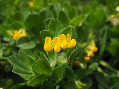 Blossom plant flower bloom Photo