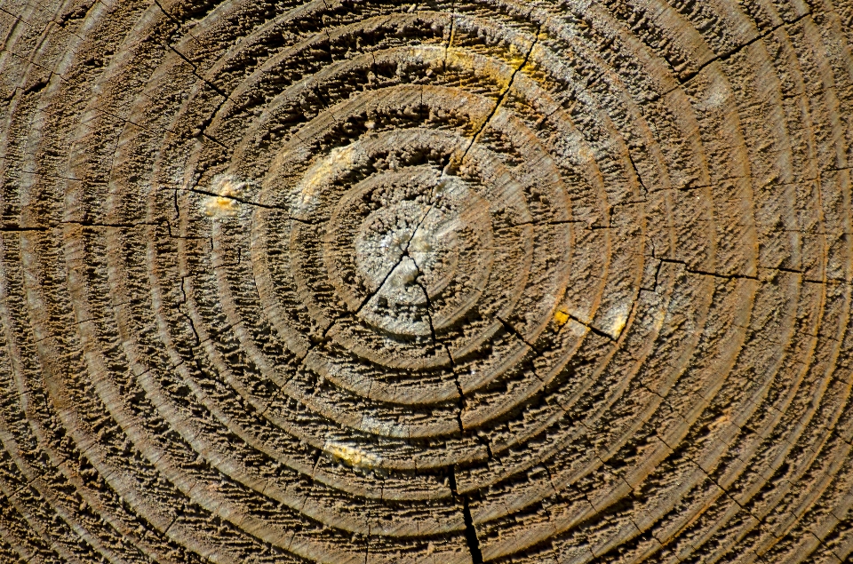 Pasir kayu tekstur papan