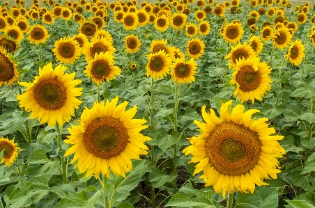 Foto Paisaje planta campo flor