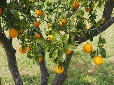 Tree branch plant fruit Photo