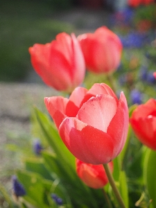 Foto Pianta fiore petalo tulipano