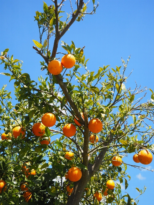 árbol rama planta fruta