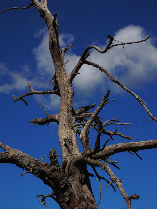 Tree nature branch winter