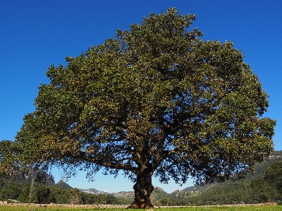 Tree plant meadow leaf Photo