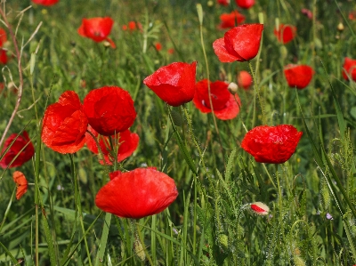 Blossom plant field meadow Photo