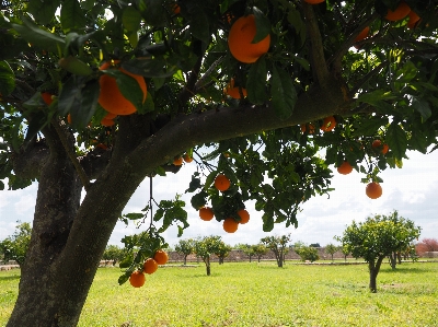 Tree branch plant fruit Photo