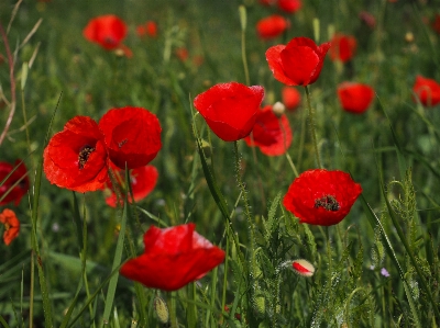 Grass blossom plant field Photo