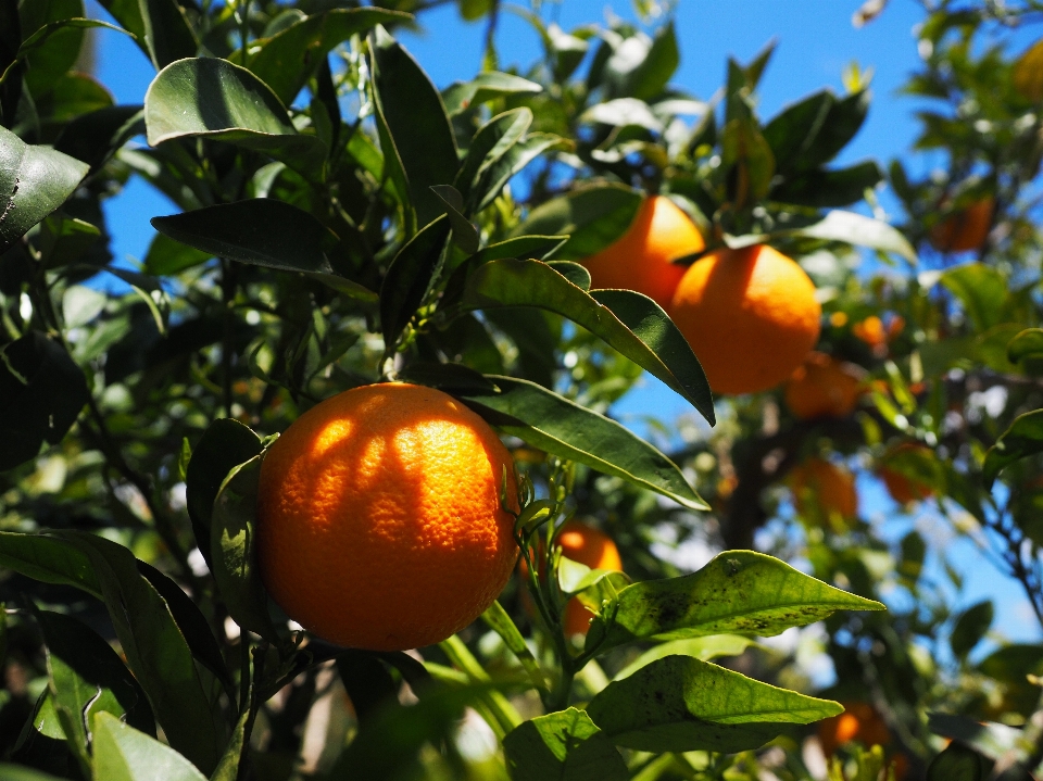 árbol rama planta fruta