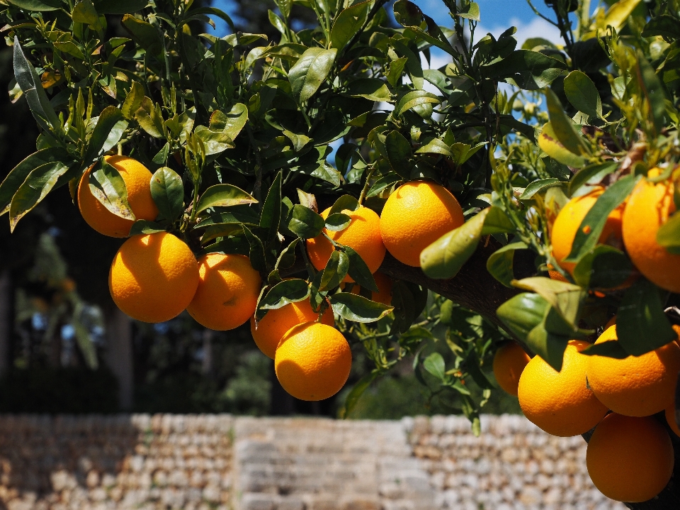 Albero ramo pianta frutta