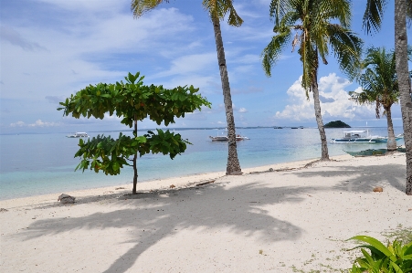 Beach sea coast tree Photo