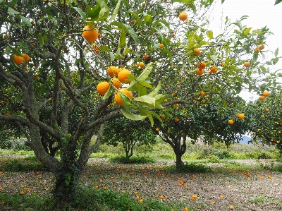 Tree branch plant fruit Photo