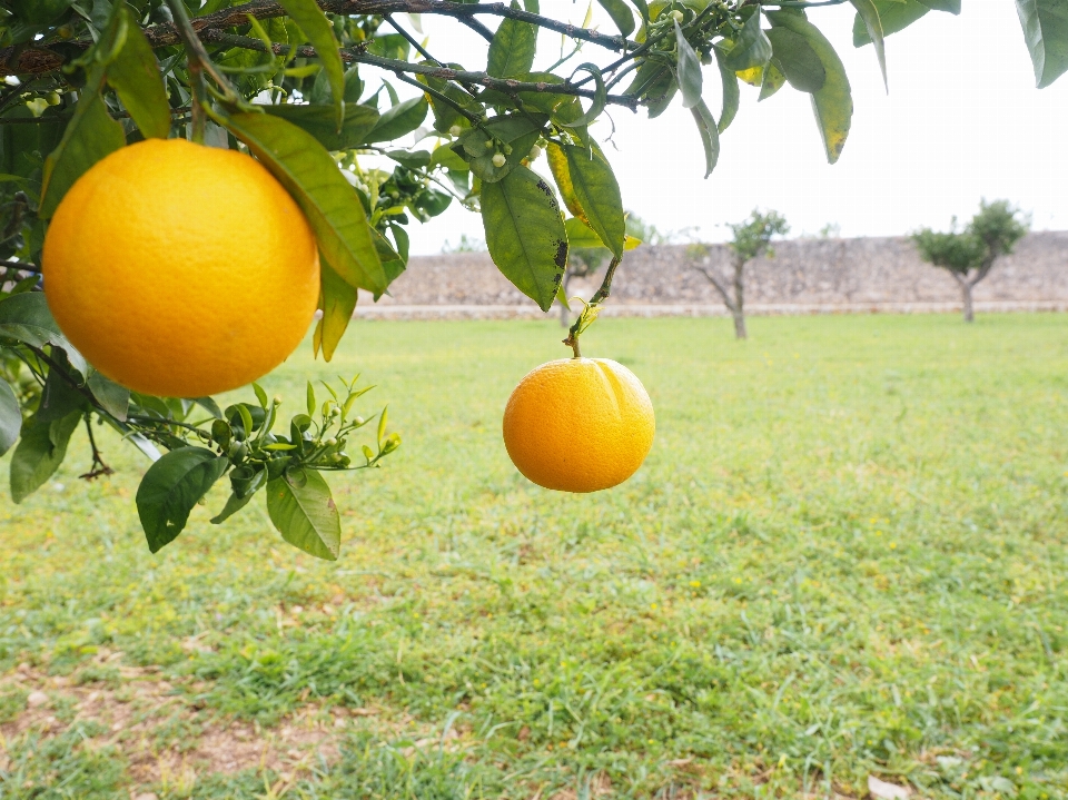 árbol rama planta fruta