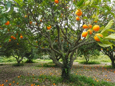 Tree branch plant fruit Photo