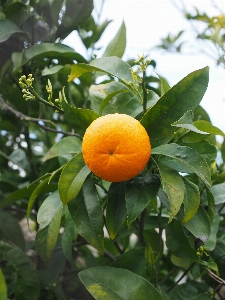 Tree branch plant fruit Photo