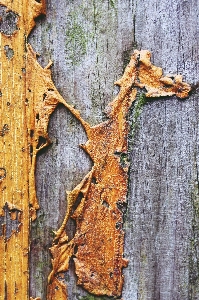 Tree branch abstract architecture Photo