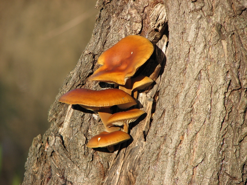 Naturaleza bosque rama pájaro