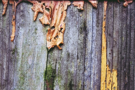 Tree nature branch abstract Photo