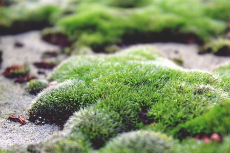 Nature grass plant ground Photo