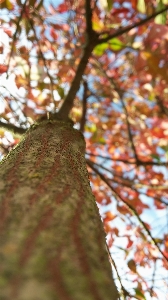 Tree nature forest branch Photo