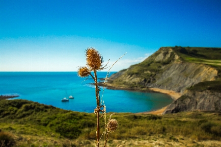 Beach sea coast tree Photo