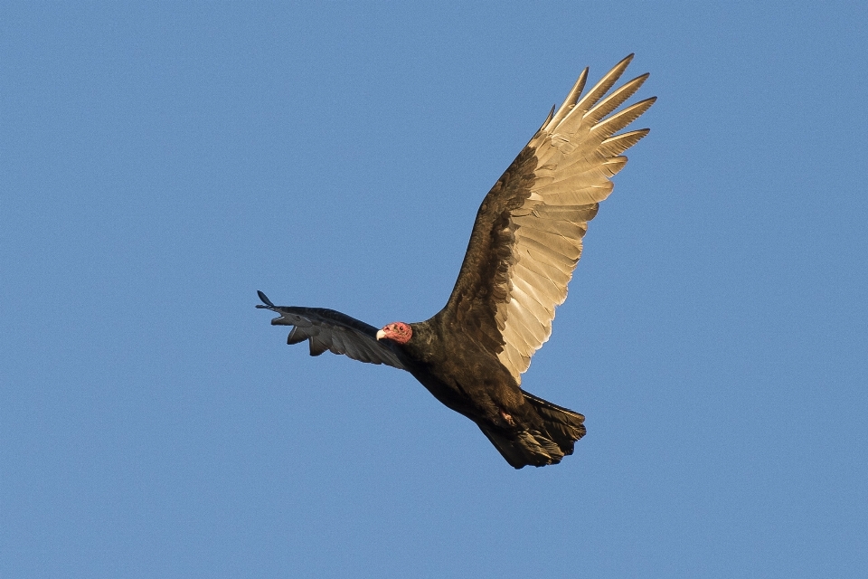 Nature oiseau aile en volant