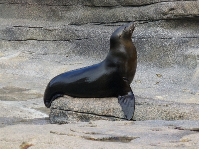 Sea ocean animal zoo Photo