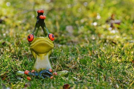 Natur gras vogel rasen Foto