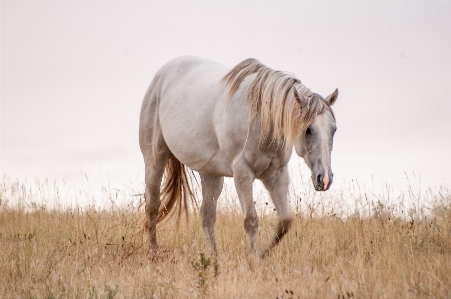 Farm animal portrait pasture Photo