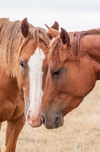 Animal country love pasture Photo