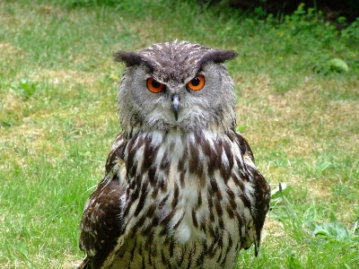 Foto Pájaro ala fauna silvestre pico