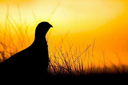 Nature wilderness silhouette bird Photo